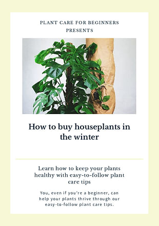 How to buy houseplants in the winter