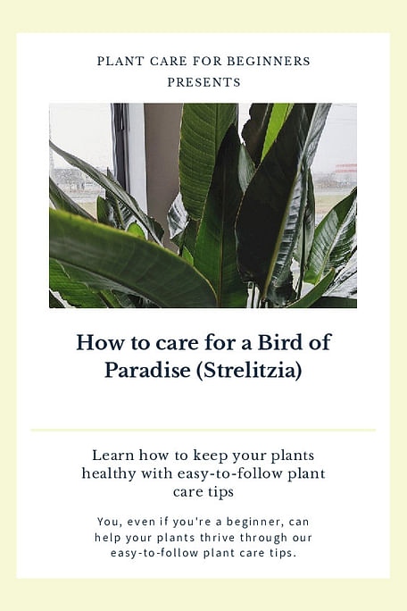 Shop for your How to for a Bird of Paradise (Strelitzia)