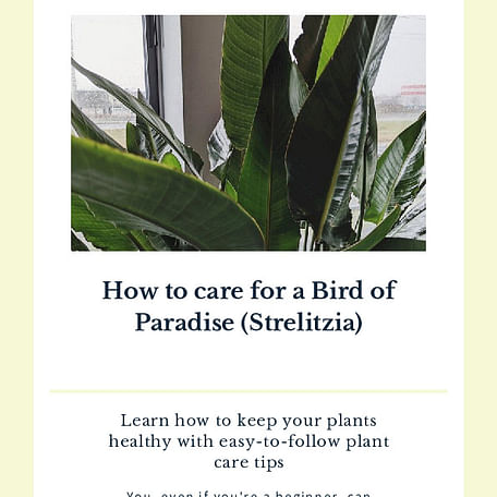 How to care for a Bird of Paradise (Strelitzia)