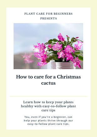 How to care for a Christmas cactus