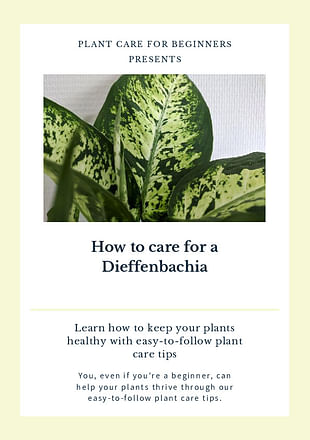 How to care for a Dieffenbachia
