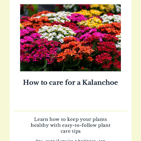 How to care for a Kalanchoe