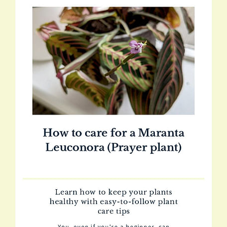 How to care for a Maranta Leuconora (Prayer plant)