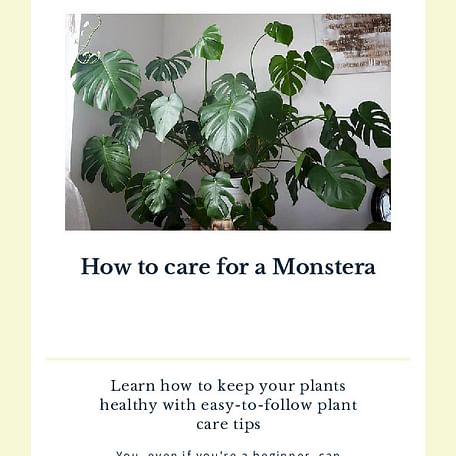 How to care for a Monstera