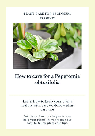 How to care for a Peperomia obtusifolia