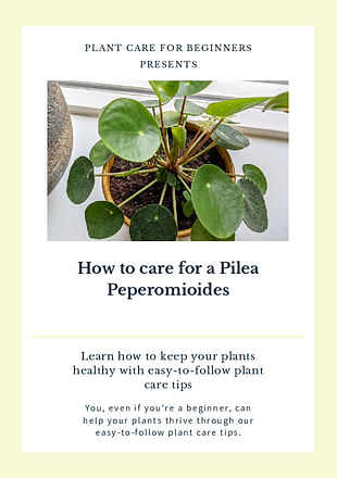 How to care for a Pilea Peperomioides