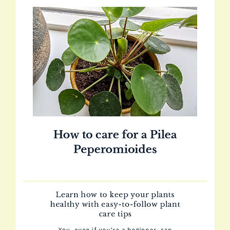 How to care for a Pilea Peperomioides