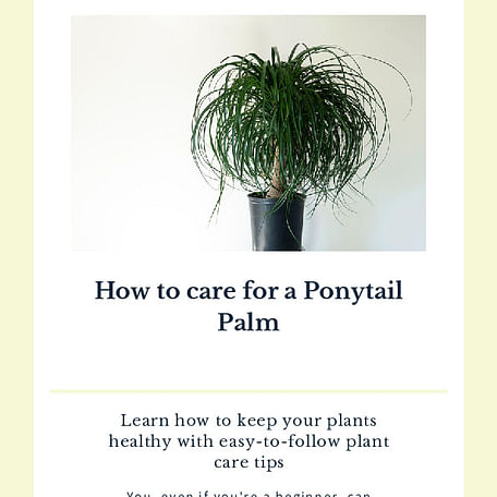 How to care for a Ponytail Palm