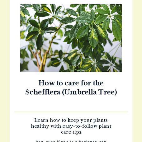 How to care for the Schefflera (Umbrella Tree)