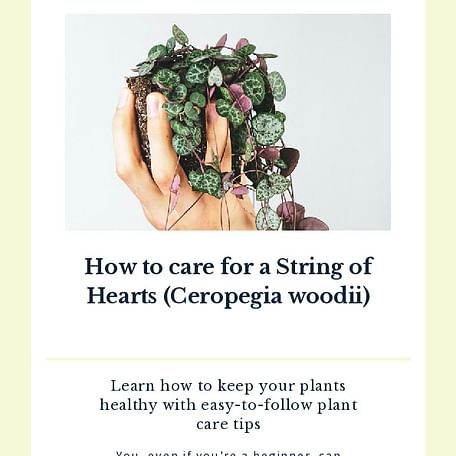 How to care for a String of Hearts (Ceropegia woodii)