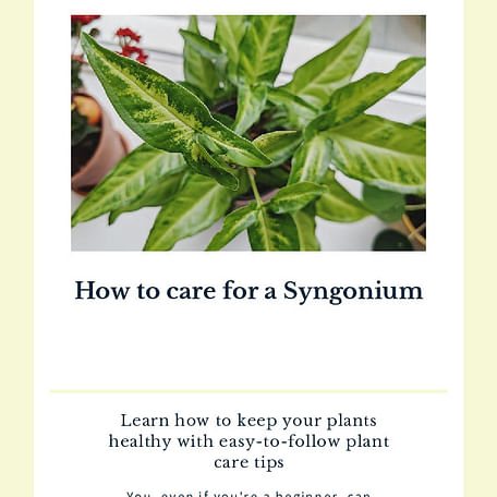 How to care for a Syngonium