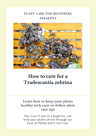 How to care for a Tradescantia zebrina