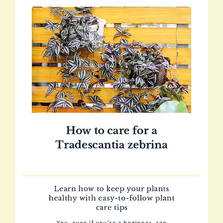 How to care for a Tradescantia zebrina