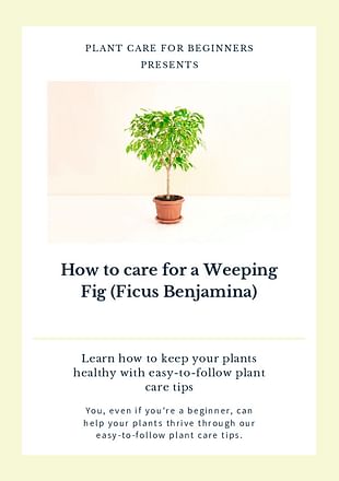 How to care for a Weeping Fig (Ficus Benjamina)