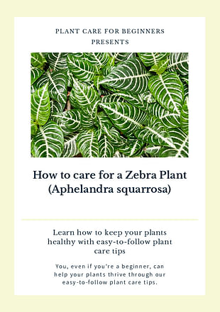 How to care for a Zebra Plant (Aphelandra squarrosa)