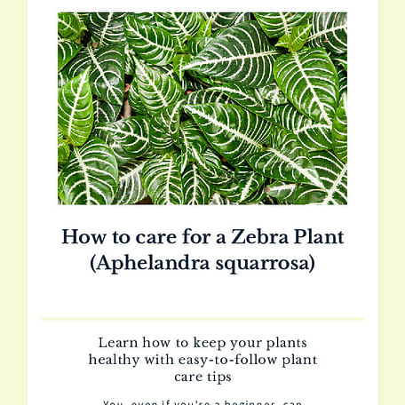 How to care for a Zebra Plant (Aphelandra squarrosa)