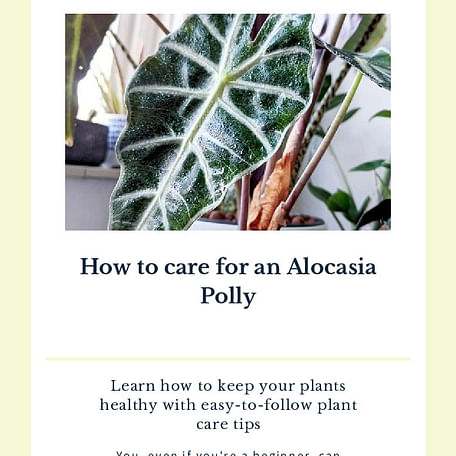 How to care for an Alocasia Polly
