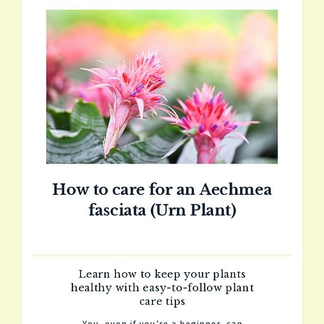 How to care for an Aechmea fasciata (Urn Plant)