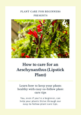 How to care for an Aeschynanthus (Lipstick Plant)