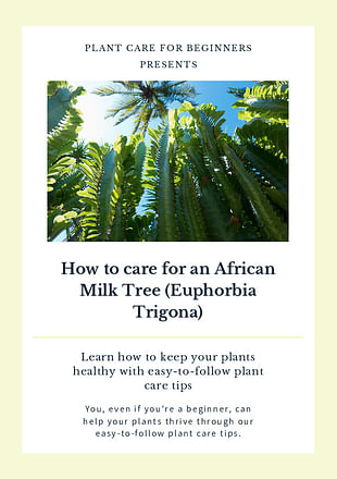 How to care for an African Milk Tree (Euphorbia Trigona)