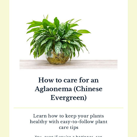 How to care for an Aglaonema (Chinese Evergreen)
