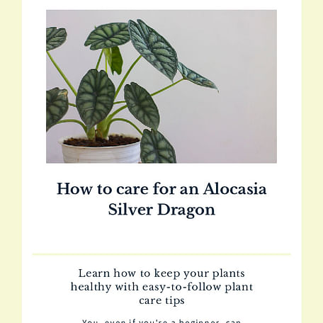 How to care for an Alocasia Silver Dragon