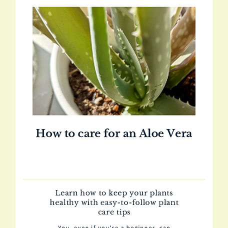 How to care for an Aloe Vera