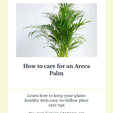 How to care for an Areca Palm