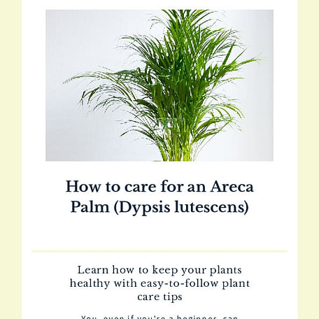 How to care for an Areca Palm
