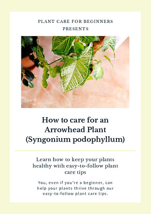 How to care for an Arrowhead Plant (Syngonium podophyllum)