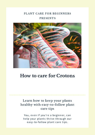 How to care for Crotons