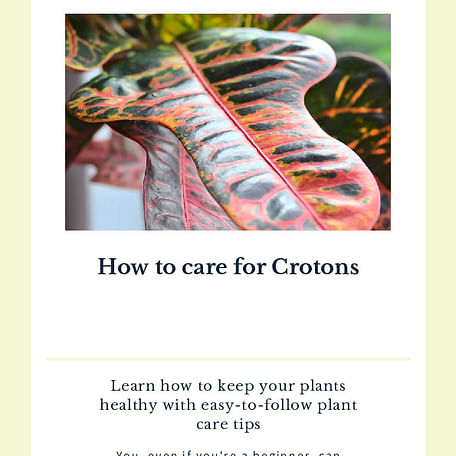 How to care for Crotons