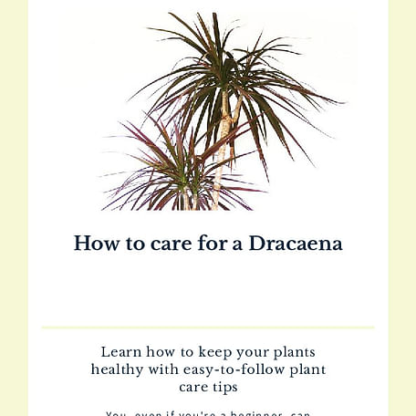 How to care for a Dracaena