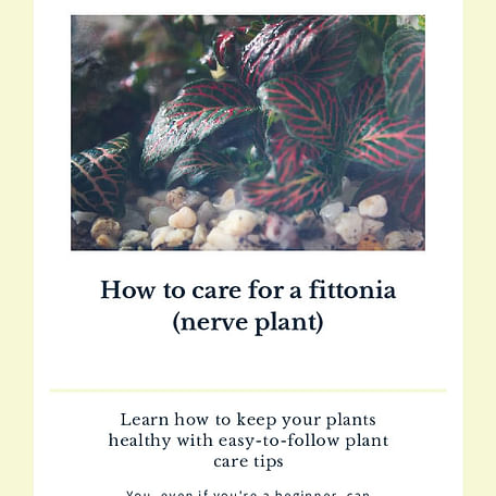 How to care for a fittonia (nerve plant)