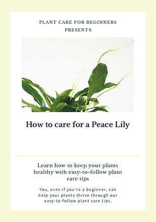 How to care for a Peace Lily