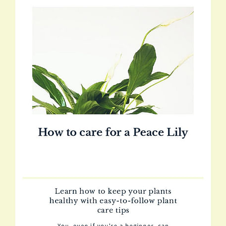 How to care for a Peace Lily