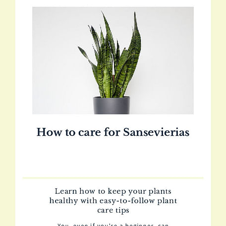 How to care for Sansevierias