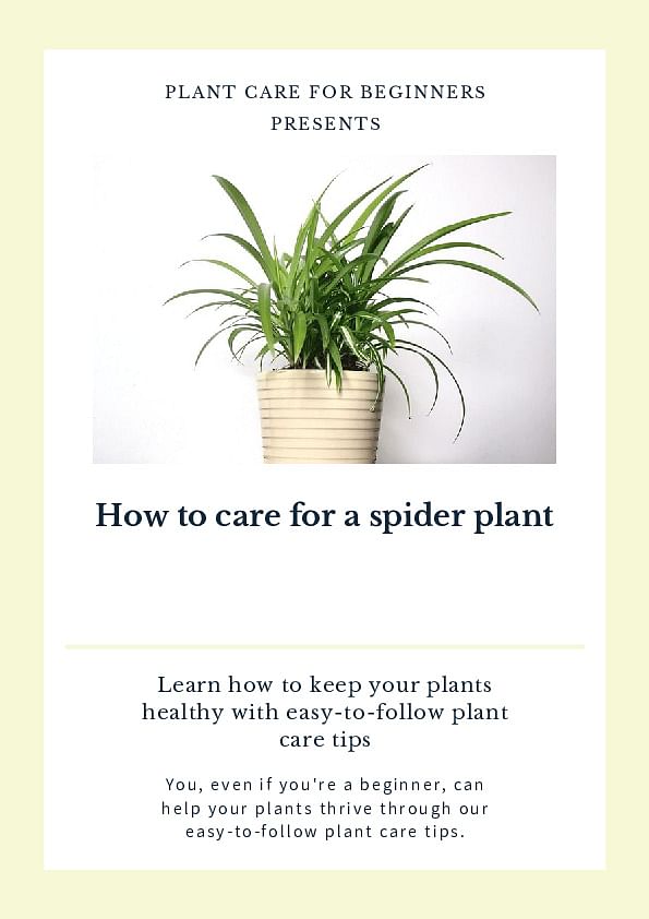 Complete guide to spider plant care