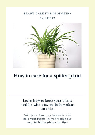 How to care for a spider plant