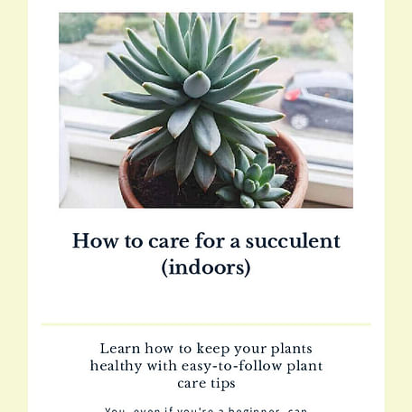 How to care for a succulent (indoors)