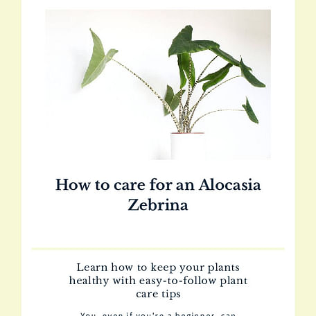 How to care for an Alocasia Zebrina