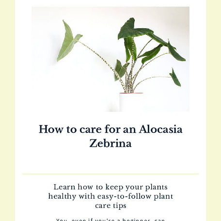 How to care for an Alocasia Zebrina
