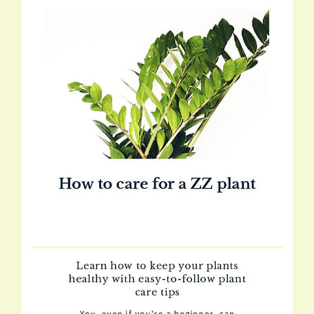 How to care for a ZZ plant