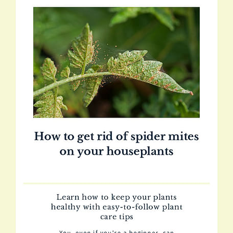 How to get rid of spider mites on your houseplants
