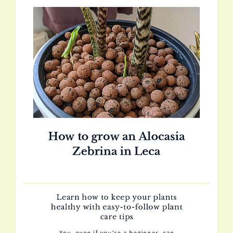 How to grow an Alocasia Zebrina in Leca