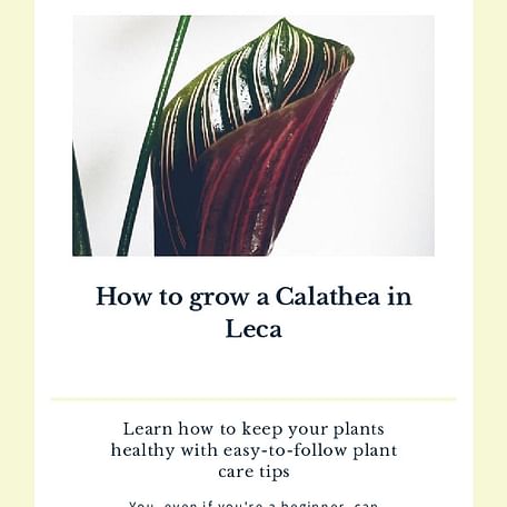 How to grow a Calathea in Leca