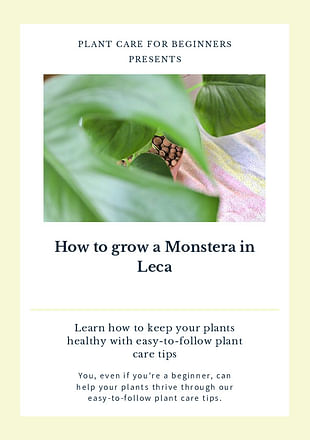 How to grow a Monstera in Leca