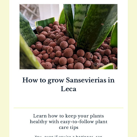 How to grow Sansevierias in Leca