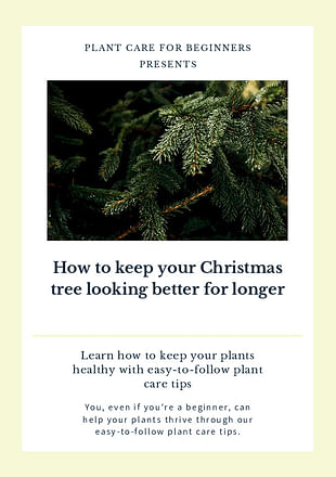 How to keep your Christmas tree looking better for longer