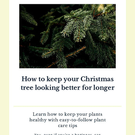 How to keep your Christmas tree looking better for longer